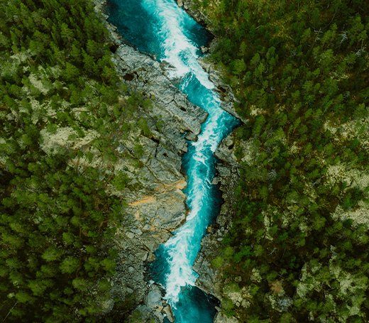 image of river splitting the forest