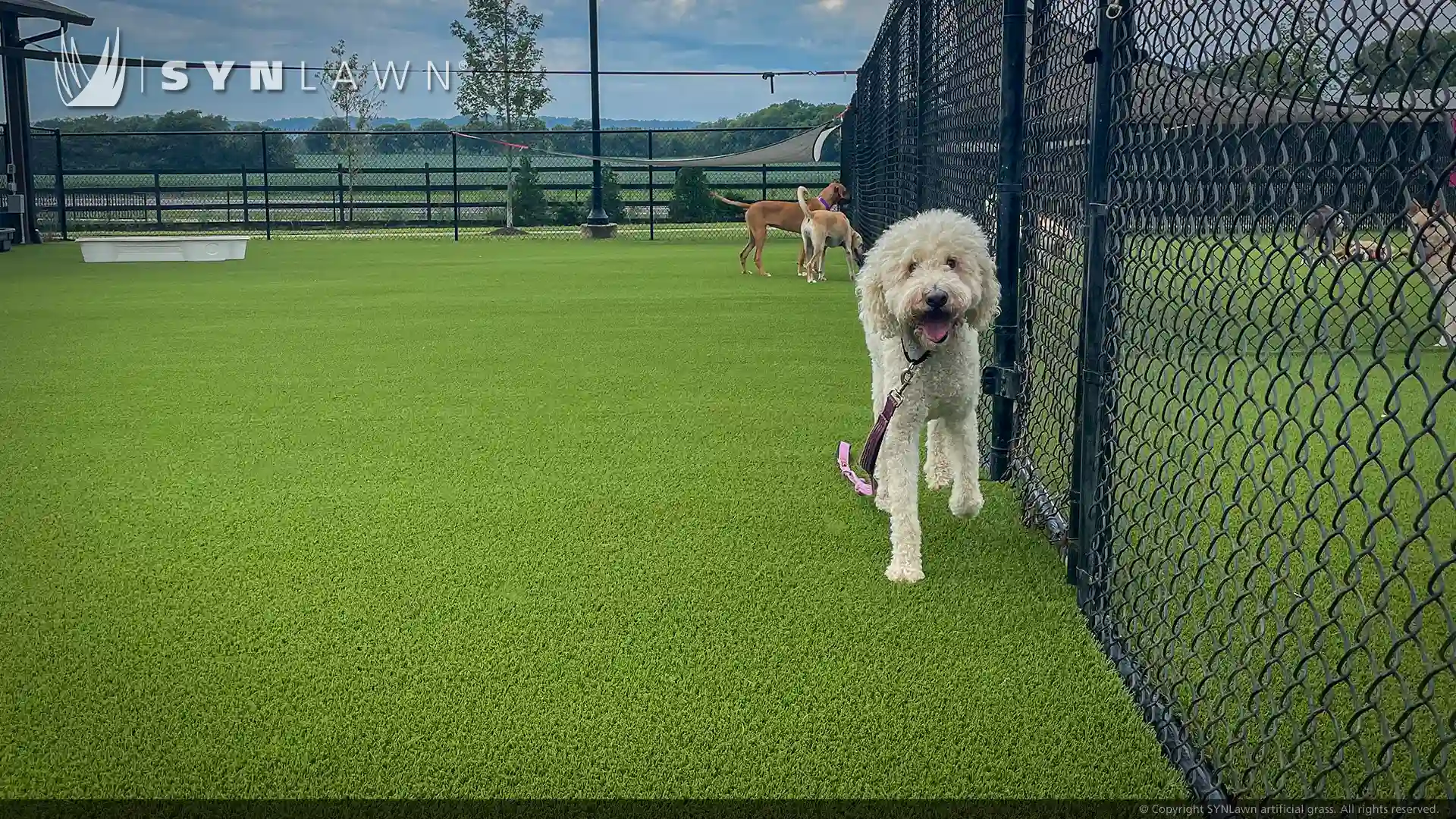 SYNLawn artificial grass for pets at Williamson County animal center in Franklin Tennessee image of SYNLawn artificial grass for pets at Williamson County animal center in Franklin Tennessee